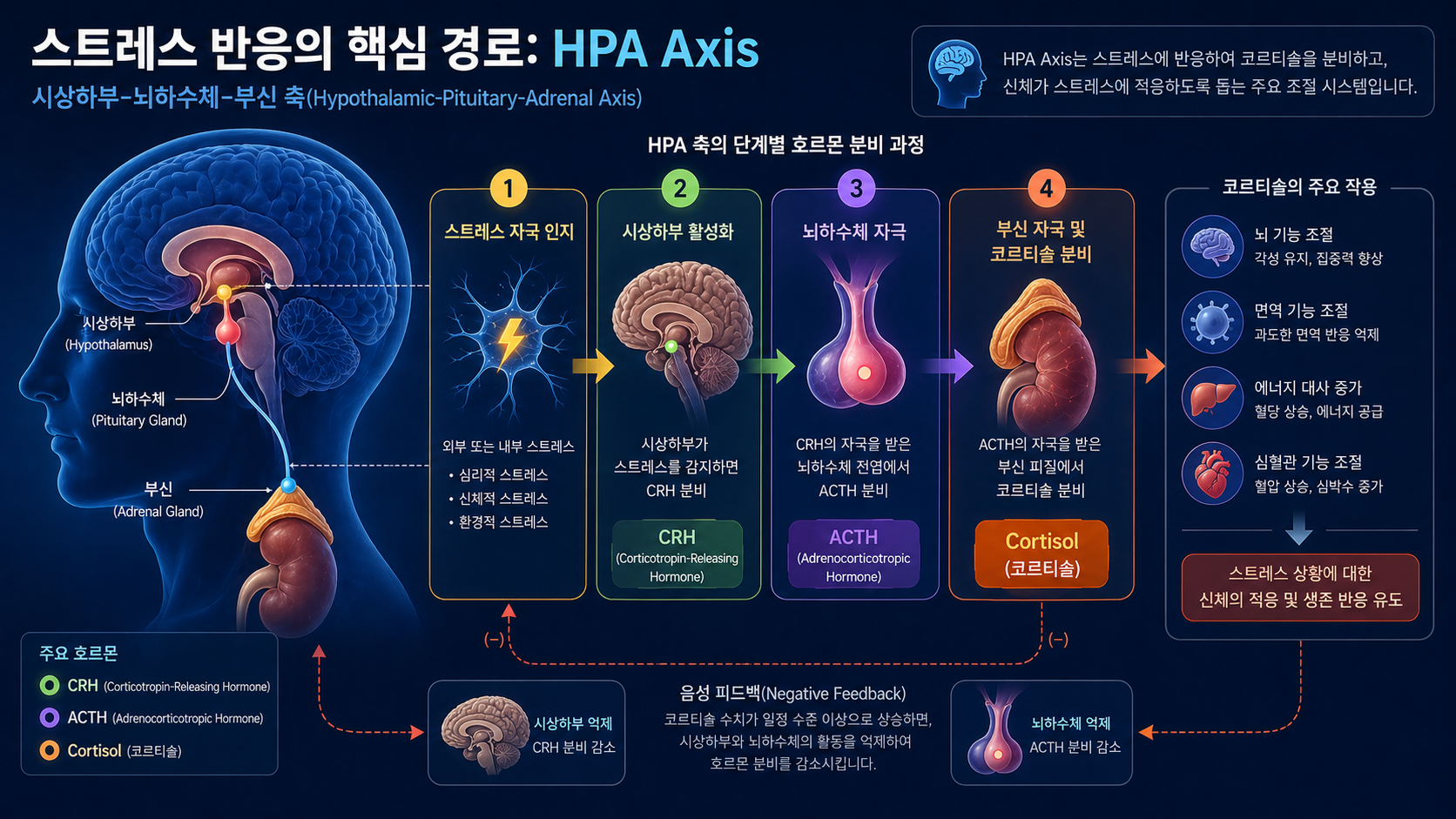 공황장애 신경계 HPA axis 스트레스 반응 이미지