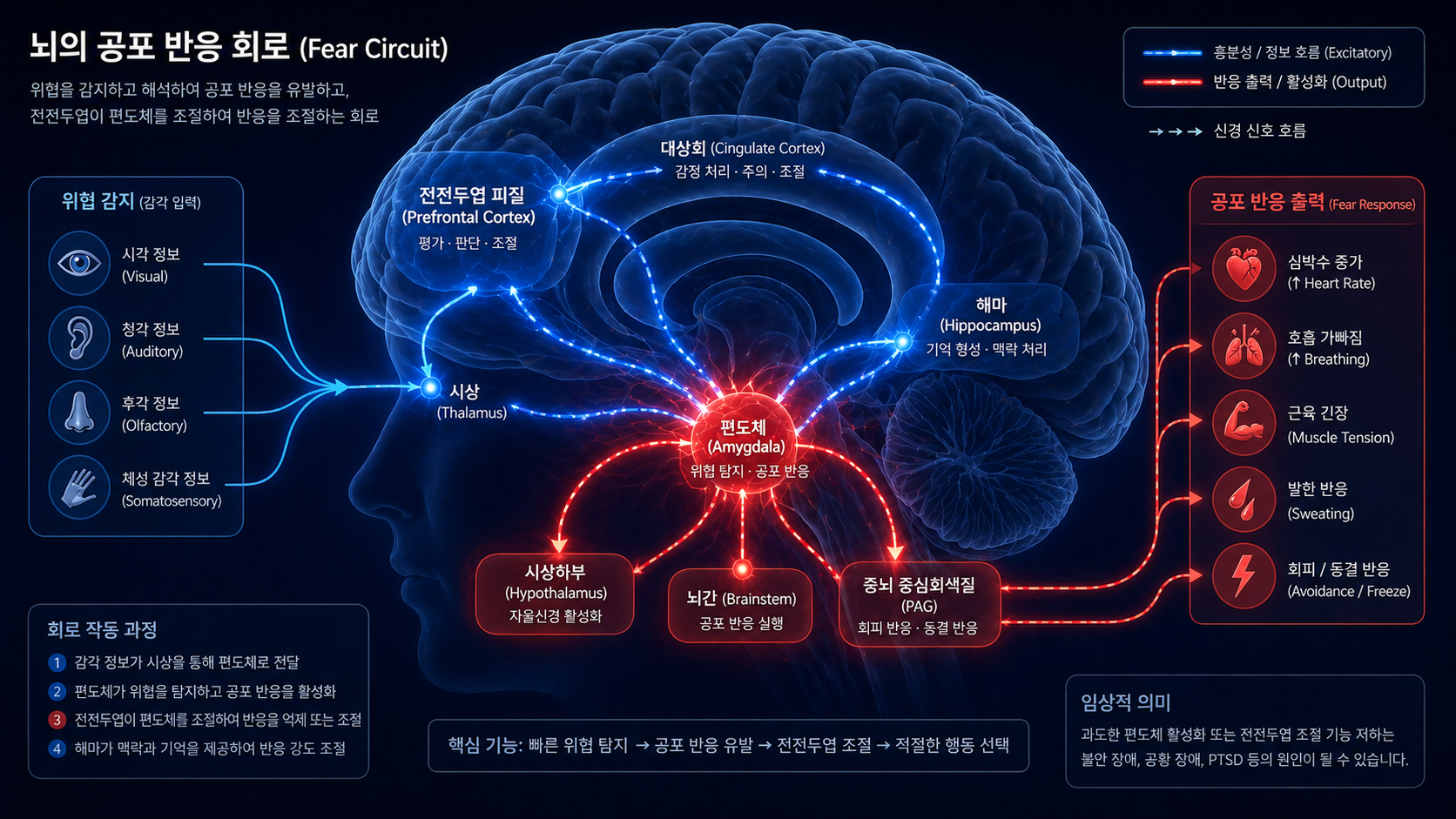 공황장애 신경계 공포 반응 회로 이미지