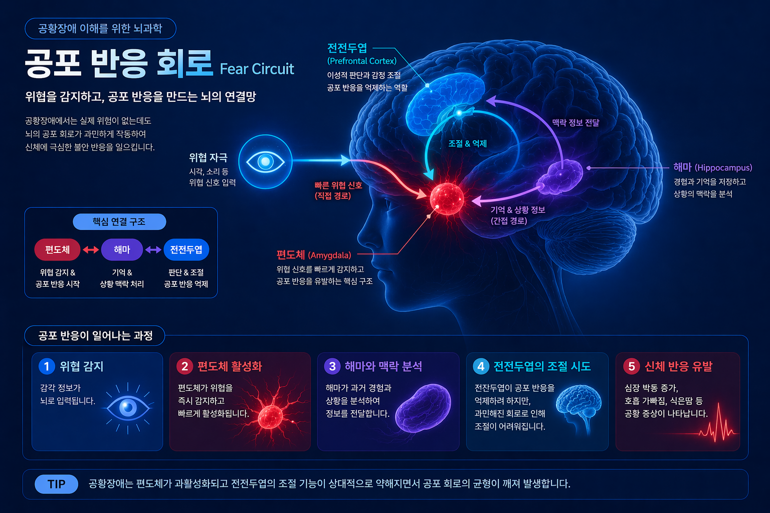 공황장애 공포 반응 회로와 뇌 기능 변화를 설명하는 이미지