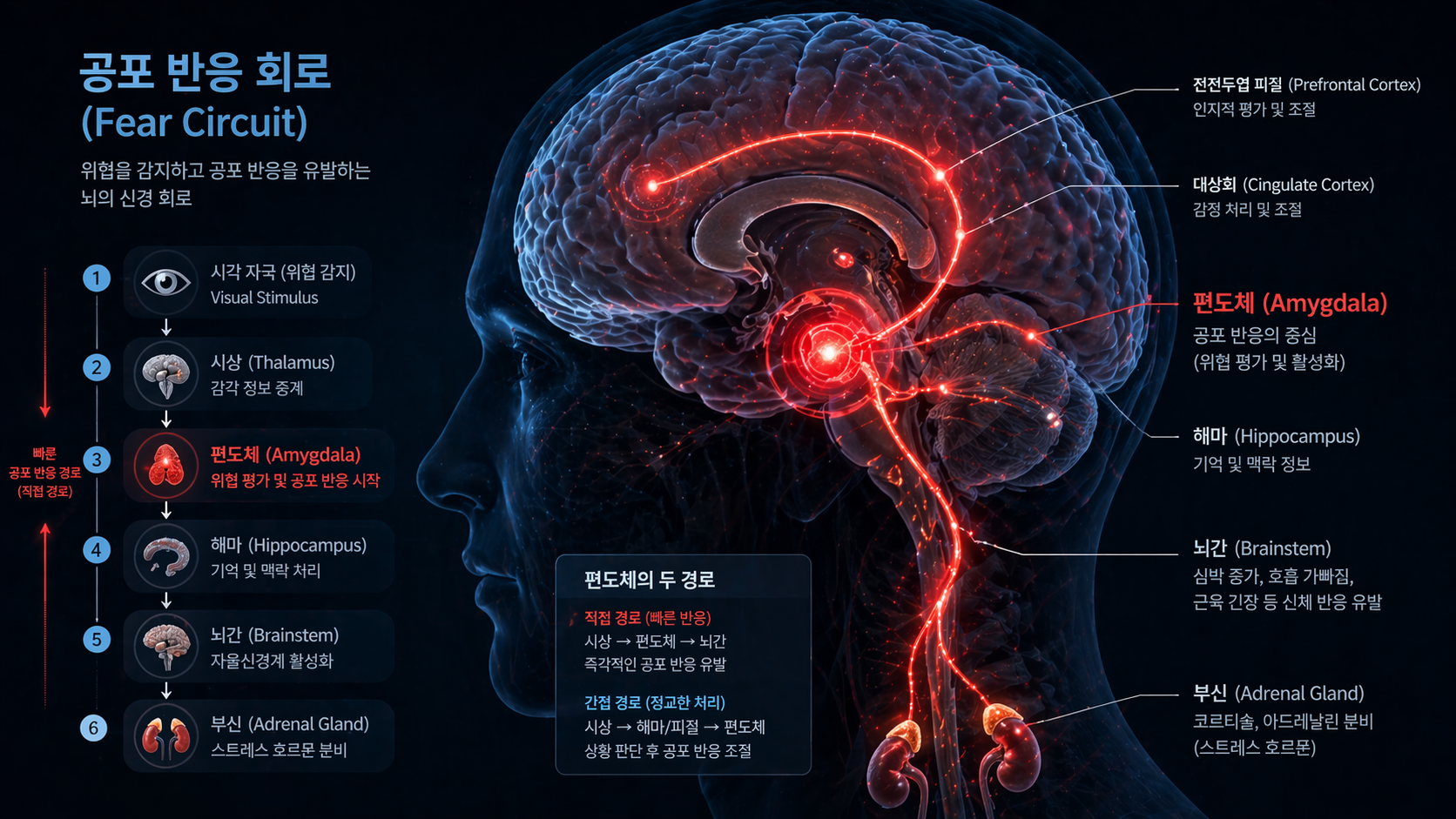 공황장애 호흡과 관련된 편도체 공포 회로 활성 이미지